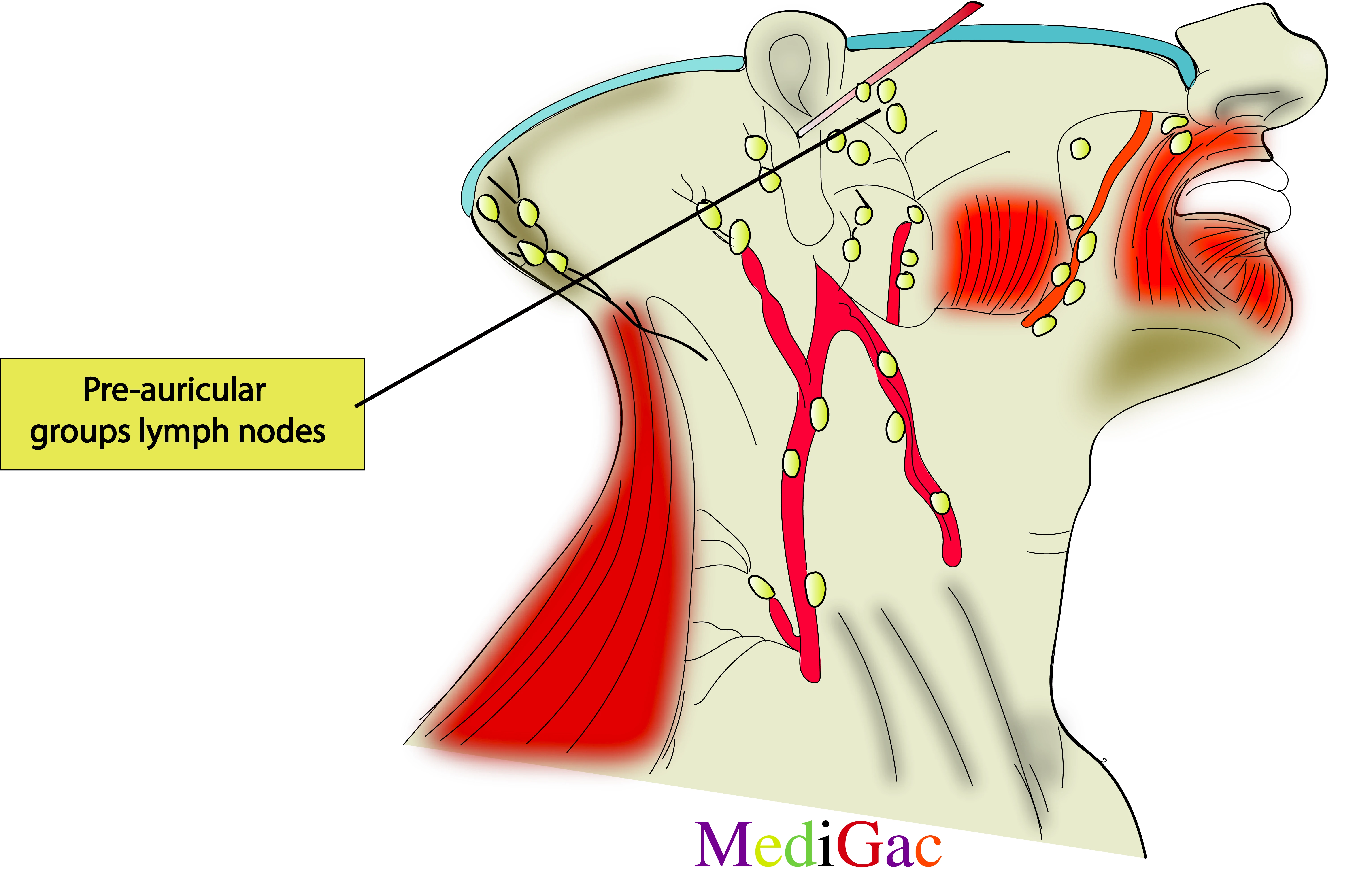 Pre auricular lymph nodes